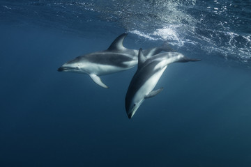 Dusky dolphins, Nuevo Gulf, Valdes Peninsula, Argentina.