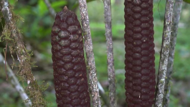 Cycad (Zamia ulei) with cones. Growing in rainforest in the Ecuadorian Amazon