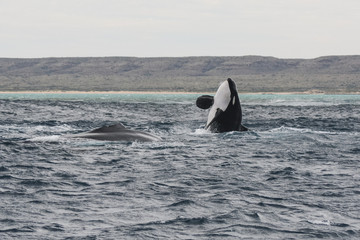 Fototapeta premium Killer Whale Attacking Humpback