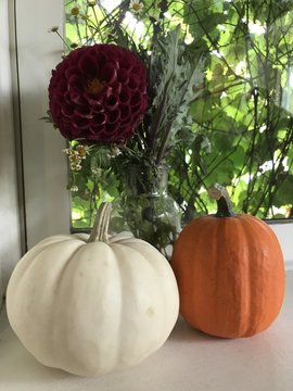 Fall or Autumn decorations of a tiny white and orange pumplin