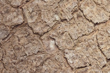 Tree bark close up texture background