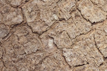 Tree bark close up texture background