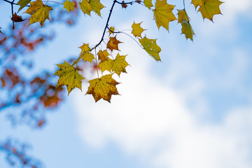 メイプルの紅葉 maple leaves