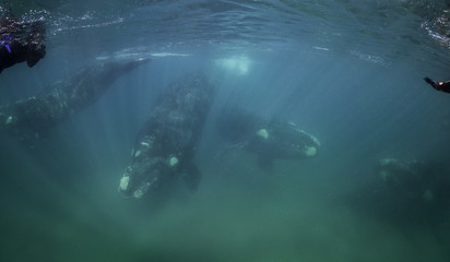 Pod of four southern right whales,  Nuevo Gulf,  Valdes Peninsula, Argentina.