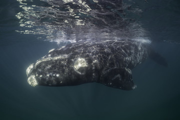 Southern right whale,  Nuevo Gulf,  Valdes Peninsula, Argentina.