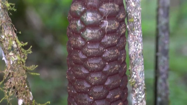 Cycad (Zamia ulei) with cones. Growing in rainforest in the Ecuadorian Amazon