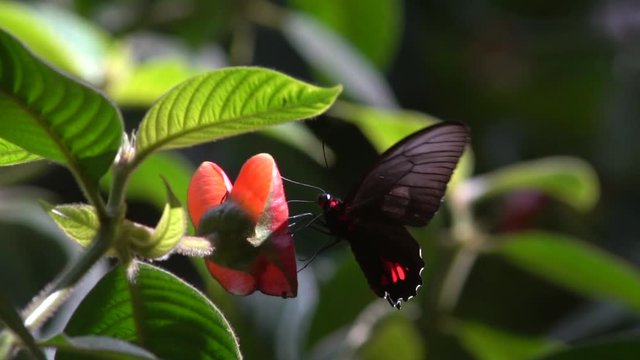 Slow motion shot of a Cattle Heart Butterfly (Parides sp.) drinking nectar from a hot-lips plant in the rainforest understory, Ecuador