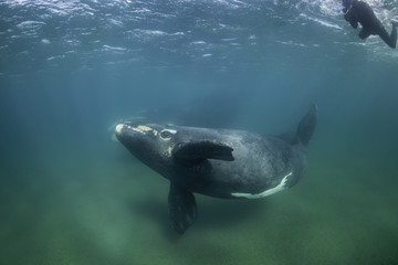 Southern right whale and her calf, Nuevo Gulf,  Valdes Peninsula, Argentina. 