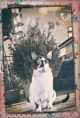 Oude vintage zwart-wit foto, met kat in de tuin