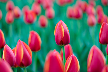 red tulips in the garden