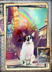 Vecchia cartolina fotografica vintage con gatto in giardino e arcobaleno