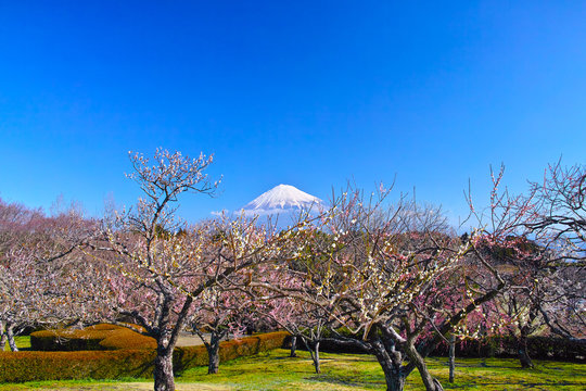 富士山と梅