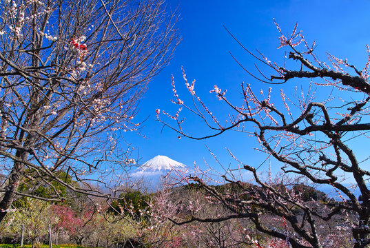 富士山と梅