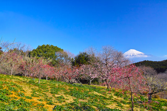 富士山と梅