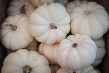 white pumpkins for sale at a farmers market