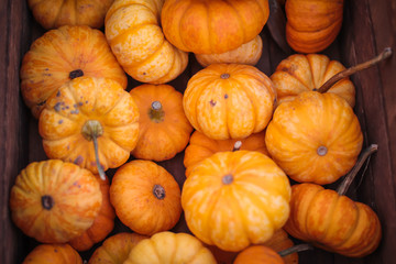 pumpkins for sale at farmers market