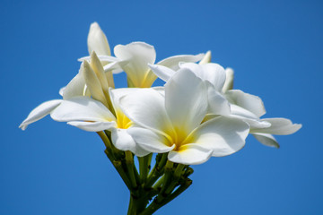 White plumeria