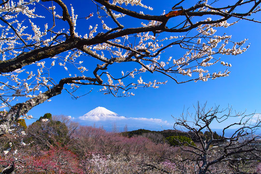 富士山と梅