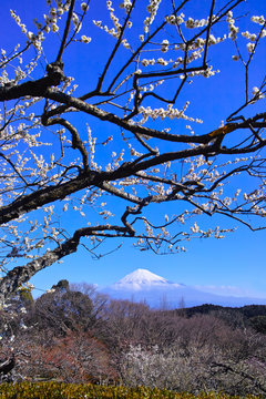 富士山と梅