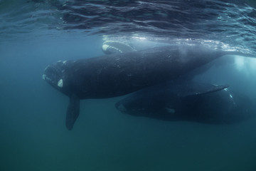Fototapeta premium Southern right whales mating, Nuevo Gulf, Valdes Peninsula, Argentina.
