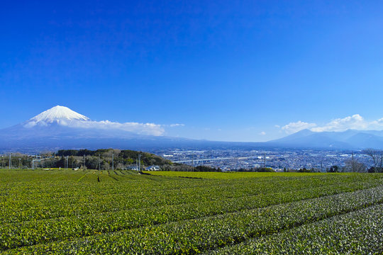 富士山と茶畑