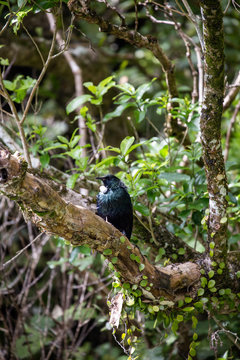 Tui bird in a tree