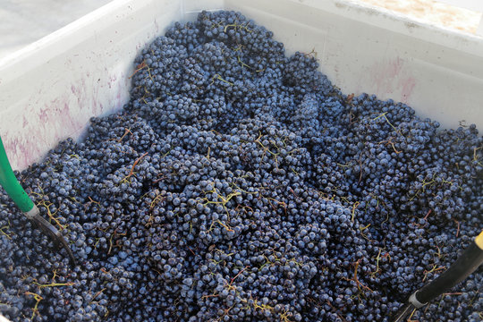 Grapes in vat