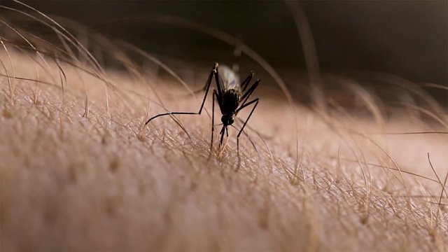 Getting bit by a mosquito on the arm close up. Human skin close up with small virus spreading parasitic insect. Health care and malaria infectious disease concept. 