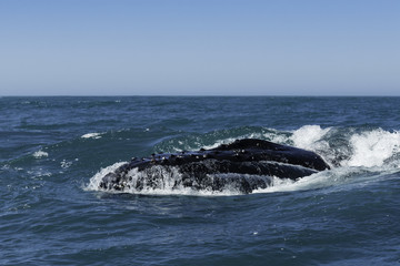Humpback whales feeding on krill just south of Langebaan, South Africa.