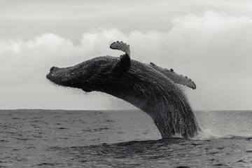 Humpback whale breaching off the coast of South Africa, south of Langebaan.