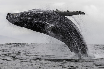 Humpback whale breaching off the coast of South Africa, south of Langebaan.