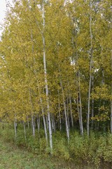 Yellow leaves on birch trees
