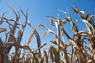 Dry Corn Field