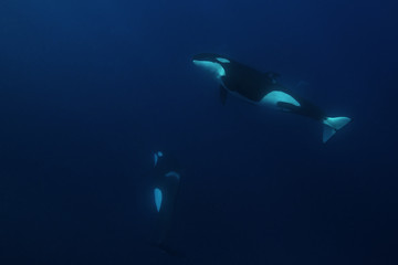 Killer whales, Pacific Ocean, New Zealand.