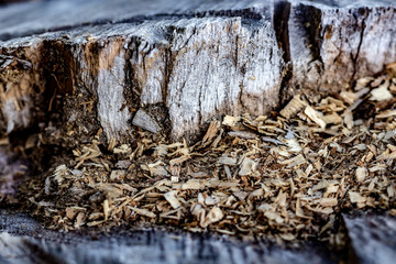 Close Up of an Old Tree Stump With Sawdust From Being Cut.