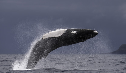 Humpback whale breaching, Pico Island, The Azores.