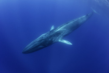Fin whale, Pico Island, The Azores, Portugal. © wildestanimal