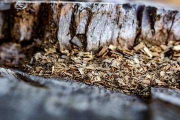 Close Up of an Old Tree Stump With Sawdust From Being Cut.