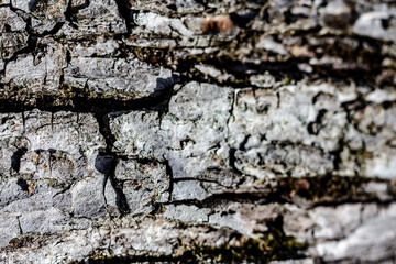 Close Up of Tree Bark on an Aging Log