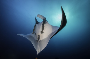 Manta ray at San Benedicto Island, Revillagigedo Islands, Mexico.