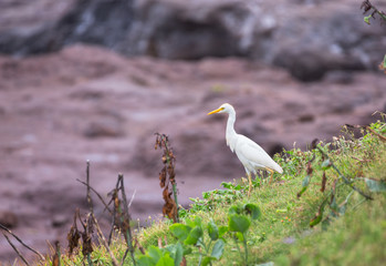 A Cattle Egret hunts on a grassy slope