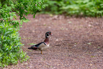 Male Wood Duck crossing a path