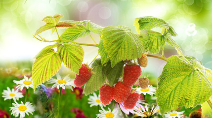 wild tasty raspberries