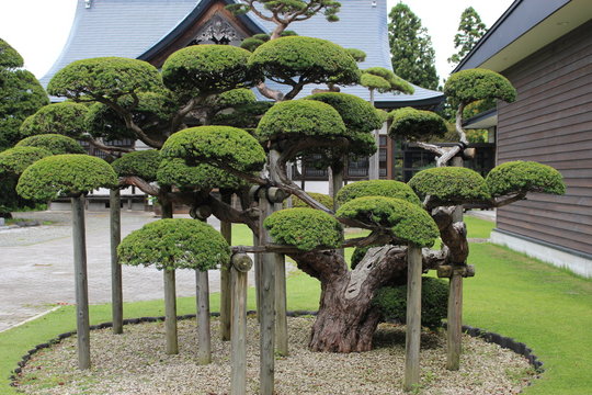 Kunami Photos Images Assets Adobe Stock