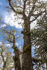 Araucaria at Nahuelbuta National Park, South of Chile.