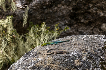 Lizard on a rock at Nahuelbuta National Park, South of Chile.