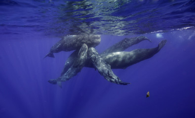Fototapeta premium Sperm whales, Indian Ocean, Mauritius