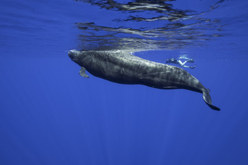 Pilot whales, Indian Ocean, Mauritius