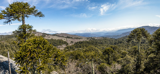 Nahuelbuta National Park, South of Chile.