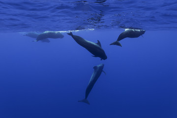Pilot whales, Indian Ocean, Mauritius